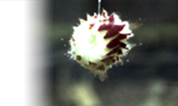 header photo